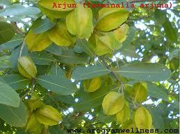 arjuna herb reduce Heart Diseases and Heart Risk Factors