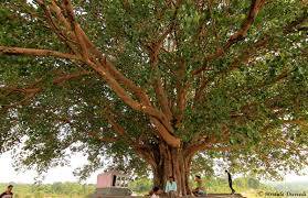 summer heat prevention tips -peepal tree